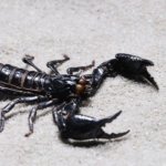 Zdjęcie profilowe Skorpion