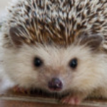 Zdjęcie profilowe happy_hedgehog
