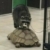 Zdjęcie profilowe Szop na żółwiu