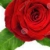 Zdjęcie profilowe Róża