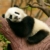 Zdjęcie profilowe panda-mery