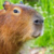 Zdjęcie profilowe Capybara