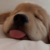 Zdjęcie profilowe golden_retriever